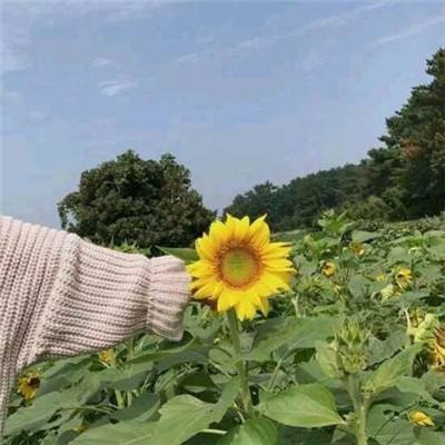 中世纪王国征服手游下载